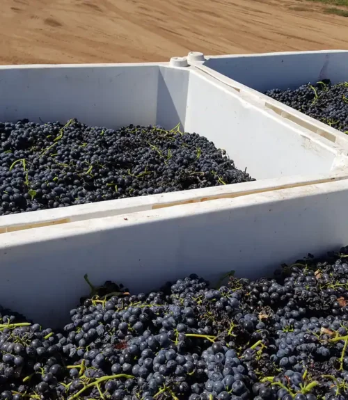 colibri grapes