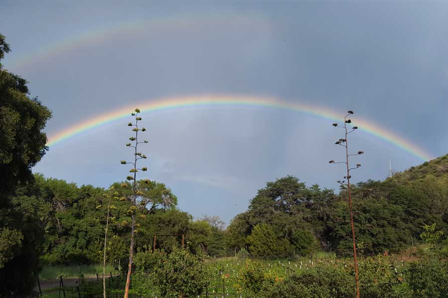 Rainbow over Colibri Vineyard